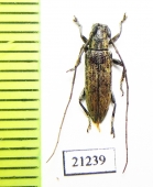 Cerambycidae sp.  Malaysia, Borneo - INSECTS-STORE.RU