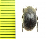 Caedius sp.  India - INSECTS-STORE.RU