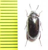 Amarygmus sp.  Malaysia, Borneo - INSECTS-STORE.RU