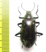 Tenebrionidae sp.  China, Jiangxi prov. - INSECTS-STORE.RU