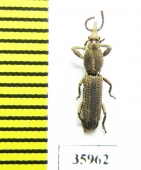 Brentidae sp.  Tanzania - INSECTS-STORE.RU