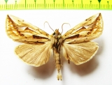 Noctuidae sp.  Nepal - INSECTS-STORE.RU