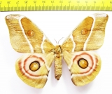 Saturniidae sp.  Madagascar - INSECTS-STORE.RU