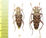 Megacyllene acuta, pair  Paraguay - INSECTS-STORE.RU