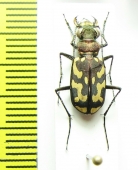 Ropaloteres luridus namaquus  South Africa Rep. - INSECTS-STORE.RU