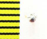 Georissus crenulatus  Belorussia - INSECTS-STORE.RU