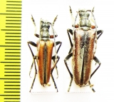 Stenocorus amurensis, pair  Russia, Far East - INSECTS-STORE.RU