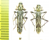 Hayashiclytus acutivittis  Russia, Far East - INSECTS-STORE.RU