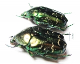 Protaetia cuprina  Russia, Astrakhan reg. - INSECTS-STORE.RU