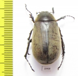 Melolonthinae sp.  Panama - INSECTS-STORE.RU