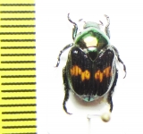 Popilia sp.  China, Yunnan prov. - INSECTS-STORE.RU