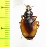 Discoptera komarowi  Turkmenistan - INSECTS-STORE.RU