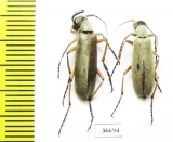 Meloidae sp., pair  Panama - INSECTS-STORE.RU