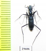 Pogonostoma sp.  Madagascar - INSECTS-STORE.RU