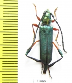 Cerambycidae sp.  South Africa Rep. - INSECTS-STORE.RU