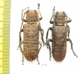 Cerambycidae sp.  Zambia - INSECTS-STORE.RU