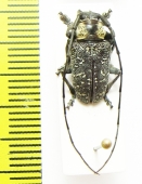 Cerambycidae sp.  Congo - INSECTS-STORE.RU