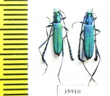 Cerambycidae sp.  Tanzania - INSECTS-STORE.RU