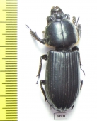 Passalidae sp.  Panama - INSECTS-STORE.RU