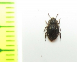 Zopheridae sp.  Malaysia, Borneo - INSECTS-STORE.RU