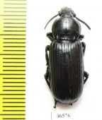 Carabidae sp.  Zambia - INSECTS-STORE.RU