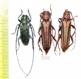 Cerambycidae sp.  Thailand - INSECTS-STORE.RU