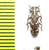 Cerambycidae sp.  Indonesia, Papua - INSECTS-STORE.RU