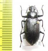 Tenebrionidae sp.  Indonesia, Kalimantan - INSECTS-STORE.RU