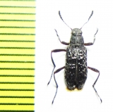 Tenebrionidae sp.  Malaysia - INSECTS-STORE.RU