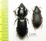 Carabidae sp.  Mozambique - INSECTS-STORE.RU