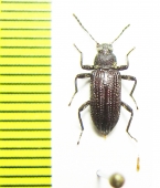 Tenebrionidae sp.  Malaysia, Borneo - INSECTS-STORE.RU