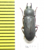 Cryphaeus amurensis, male  Russia, Far East - INSECTS-STORE.RU