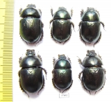Geotrupes mutator  Russia, Astrakhan reg. - INSECTS-STORE.RU