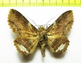 Noctuidae sp.  Bolivia - INSECTS-STORE.RU