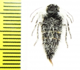 Geometridae sp.  Greece - INSECTS-STORE.RU