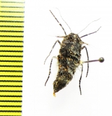 Lycia pomonaria  Russia, Moscow reg. - INSECTS-STORE.RU