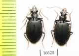 Carabidae sp.  Indonesia, Kalimantan - INSECTS-STORE.RU