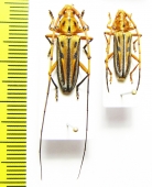 Cerambycidae sp., pair  Brasilia - INSECTS-STORE.RU