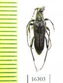 Trachysida aspera brevifrons  Canada - INSECTS-STORE.RU