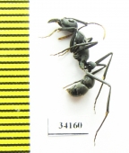 Formicidae sp.  Ecuador - INSECTS-STORE.RU