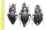 Carabus (Sphodristocarabus) janthinus dvorschaki, pair  Abkhazia - INSECTS-STORE.RU