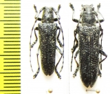 Saperda similis, pair  Russia, Far East - INSECTS-STORE.RU