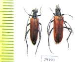 Nivellia sanguinosa, pair  Russia, Tver reg. - INSECTS-STORE.RU