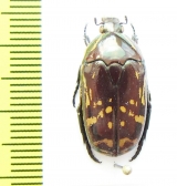 Poecilopharis schochi buloloensis  Papua New Guinea - INSECTS-STORE.RU