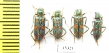 Trichodes sp.  Uzbekistan - INSECTS-STORE.RU