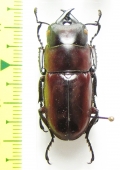 Prosopocoilus dorsalis  Philippines - INSECTS-STORE.RU