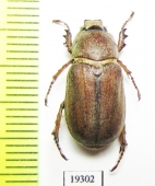 Cyphonoxia kircheri, male  Morocco - INSECTS-STORE.RU