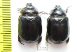 Pericoptus truncatus, pair  New Zealand - INSECTS-STORE.RU