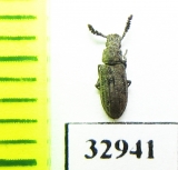 Orthocerus clavicornis  Russia, Tver reg. - INSECTS-STORE.RU