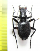 Mantica horni, male  Namibia  - INSECTS-STORE.RU